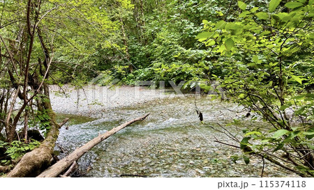 MacMillan Provincial Park Seven Wonders Canada Vancouver island ancient Douglas fir Cathedral Grove old growth Douglas fir forest in British Columbia cathedral grove huge thousand year old trees moss 115374118