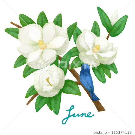 6月の花と小鳥(タイサンボクとオオルリ) 6月の花と小鳥(タイサンボクとオオルリ) 115374119