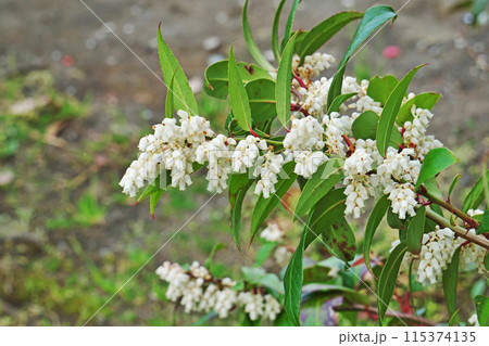 白い釣鐘型のセイヨウイワナンテンの花(春、四月) 白い釣鐘型のセイヨウイワナンテンの花(春、四月) 115374135