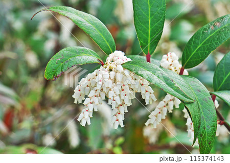 白い釣鐘型のセイヨウイワナンテンの花(春、四月) 白い釣鐘型のセイヨウイワナンテンの花(春、四月) 115374143