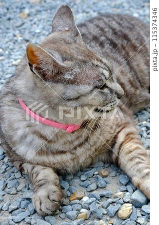 梅宮大社の猫 115374346