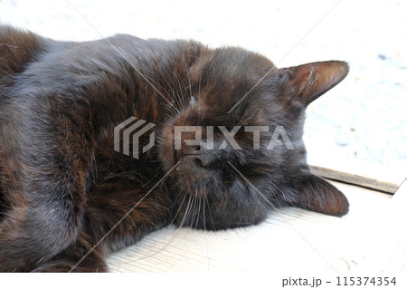 梅宮大社の猫 梅宮大社の猫 115374354