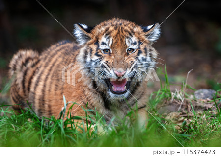 Tiger cub in the wild.  Wild cat in nature habitat 115374423