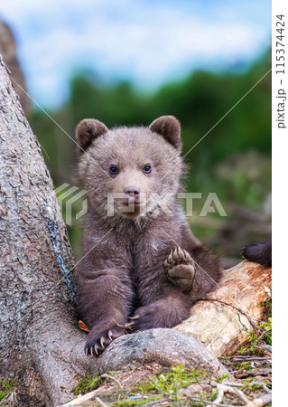 Brown bear cub walking across rocky hillside 115374424