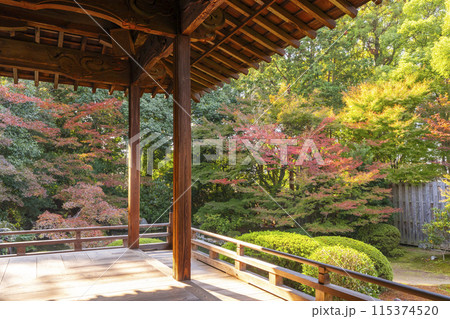 秋の京都 随心院 本堂前庭園 秋の京都 随心院 本堂前庭園 115374520
