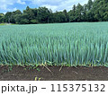 ネギ畑 115375132