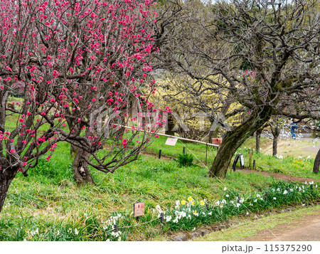 春の里の景色　ハナモモの咲く山里 115375290