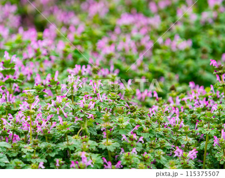 春の訪れを告げるホトケノザの花 115375507