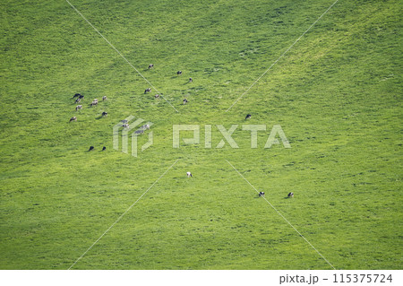 開陽台牧場で放牧されている乳牛 開陽台牧場で放牧されている乳牛 115375724