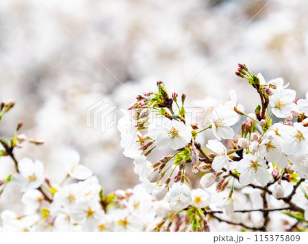 春本番 美しく咲いた満開の桜 春本番 美しく咲いた満開の桜 115375809