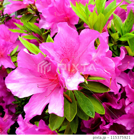 春の花がある風景 春の花がある風景 115375921