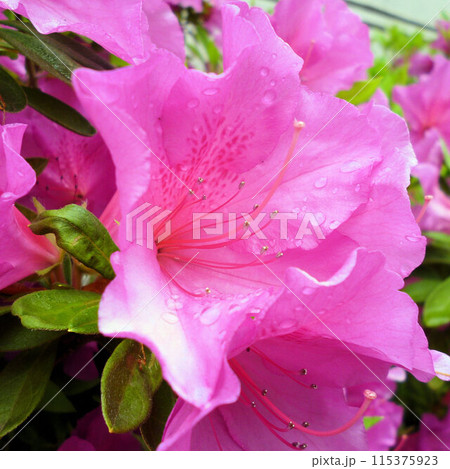 春の花がある風景 115375923