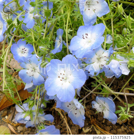 春の花がある風景 春の花がある風景 115375925