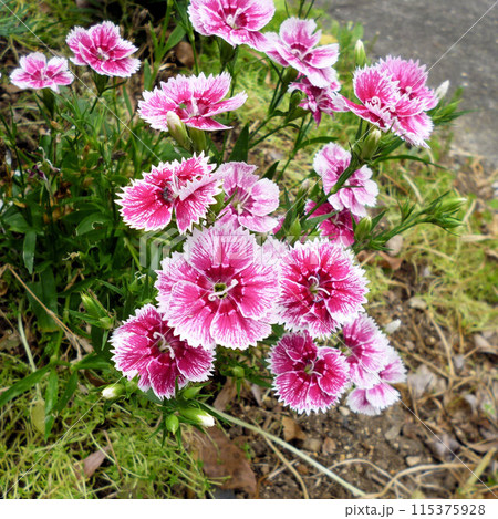 春の花がある風景 115375928