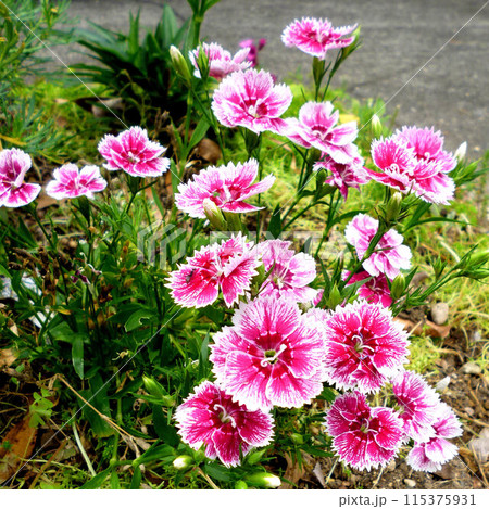 春の花がある風景 春の花がある風景 115375931
