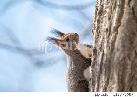 樹の幹につかまってあたりの様子を伺っているエゾリス 樹の幹につかまってあたりの様子を伺っているエゾリス 115376097