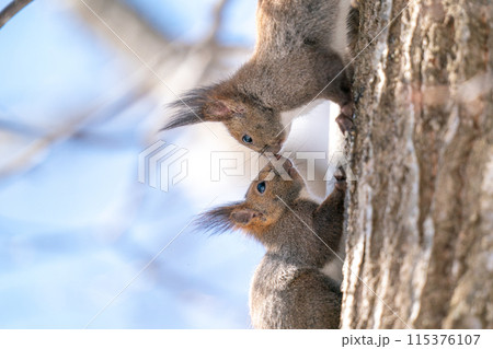 樹の幹につかまって鼻チューをしている二匹のエゾリス 樹の幹につかまって鼻チューをしている二匹のエゾリス 115376107