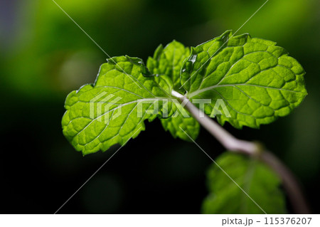 Fresh organic mint on rustic black stone table background. Selective focus. 115376207