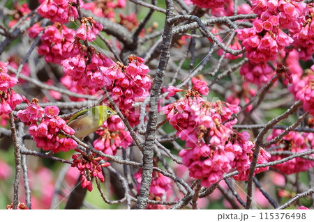 寒緋桜 115376498