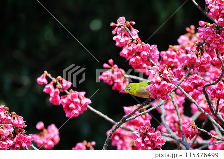寒緋桜 115376499