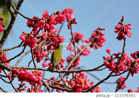 寒緋桜 115376501