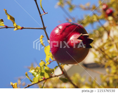 ザクロ ザクロ 115376530