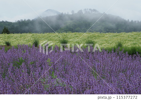 キャッツミントの花畑 キャッツミントの花畑 115377272