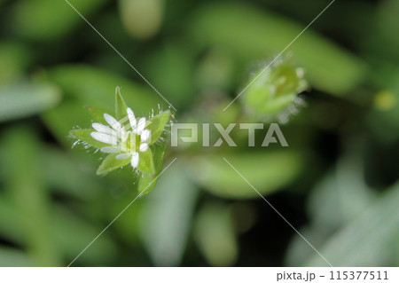草花 115377511