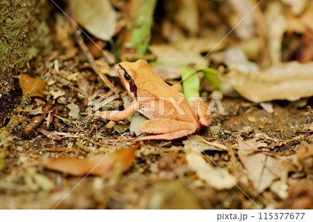 タゴガエル タゴガエル 115377677