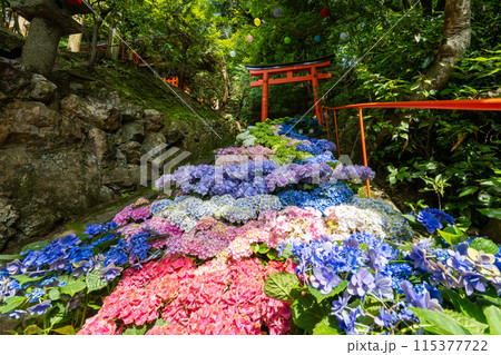京都府　紫陽花咲く柳谷観音 楊谷寺 115377722