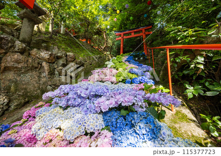 京都府　紫陽花咲く柳谷観音 楊谷寺 115377723