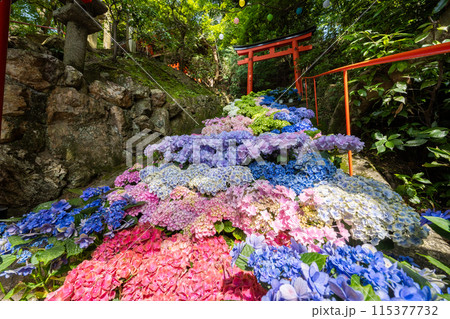 京都府 紫陽花咲く柳谷観音 楊谷寺 京都府 紫陽花咲く柳谷観音 楊谷寺 115377732