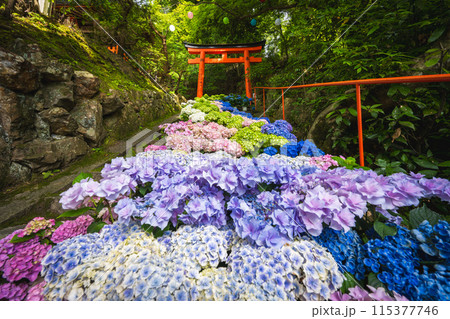 京都府　紫陽花咲く柳谷観音 楊谷寺 115377746