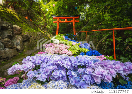 京都府　紫陽花咲く柳谷観音 楊谷寺 115377747