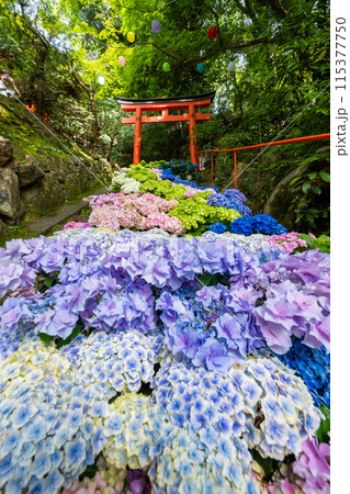 京都府 紫陽花咲く柳谷観音 楊谷寺 京都府 紫陽花咲く柳谷観音 楊谷寺 115377750