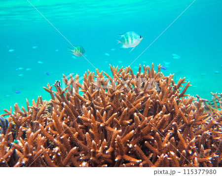エメラルド色の海の珊瑚礁 エメラルド色の海の珊瑚礁 115377980