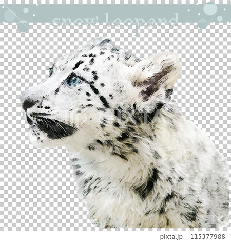 野生のユキヒョウのイラスト・ゆきひょう・雪豹・ヒョウの