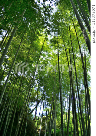 神奈川県鎌倉市山ノ内の観光スポット　明月院 115378071