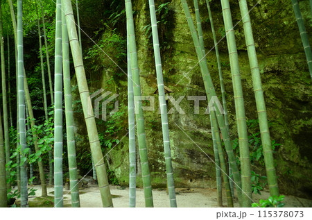 神奈川県鎌倉市山ノ内の観光スポット　明月院 115378073