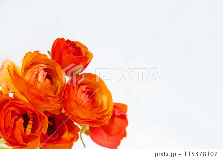 赤いラナンキュラスの花束 115378107