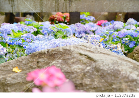 地面に敷き詰められた紫陽花 地面に敷き詰められた紫陽花 115378238