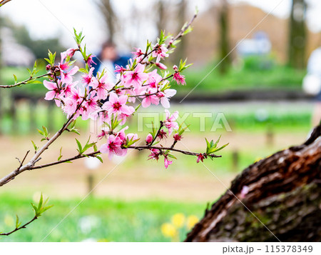 春らんまん　満開のアーモンドの花　人物背景 115378349