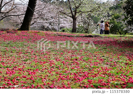 赤い花の絨毯 115378380