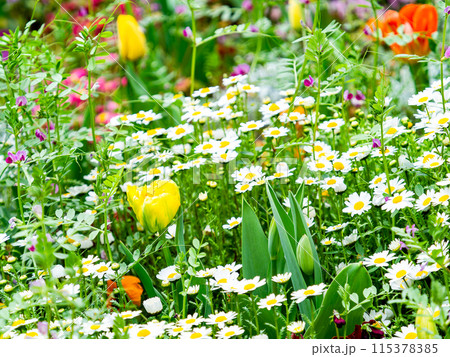 春うらら 満開の草花が咲き競う花壇 春うらら 満開の草花が咲き競う花壇 115378385
