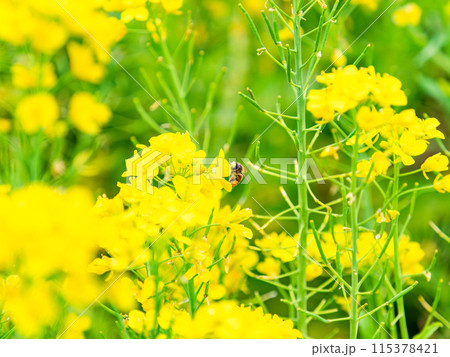 春のたより 満開の菜の花畑で蜜を集めるかわいいミツバチ 春のたより 満開の菜の花畑で蜜を集めるかわいいミツバチ 115378421