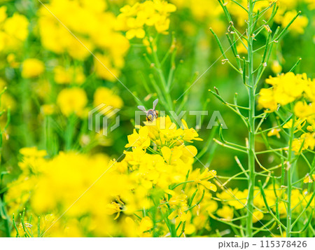 春のたより 満開の菜の花畑で蜜を集めるかわいいミツバチ 春のたより 満開の菜の花畑で蜜を集めるかわいいミツバチ 115378426