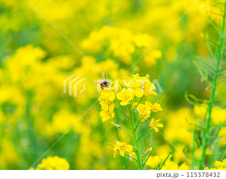 春のたより　満開の菜の花畑で蜜を集めるかわいいミツバチ 115378432