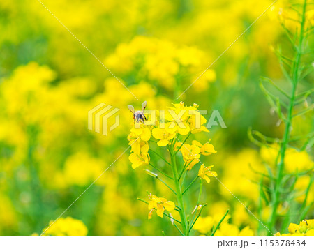 春のたより 満開の菜の花畑で蜜を集めるかわいいミツバチ 春のたより 満開の菜の花畑で蜜を集めるかわいいミツバチ 115378434
