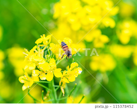 春のたより　満開の菜の花畑で蜜を集めるかわいいミツバチ 115378452
