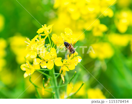 春のたより 満開の菜の花畑で蜜を集めるかわいいミツバチ 春のたより 満開の菜の花畑で蜜を集めるかわいいミツバチ 115378454